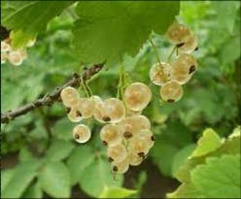 Fehér ribiszke RIBES RUBRUM BLANKA BOKOR K3