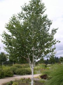 Himalájai nyír BETULA UTILIS JACQUEMONTII 10/12 K25
