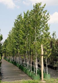 Közönséges nyír BETULA PENDULA 200/+ K15