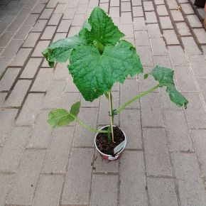 uborka CUCUMIS SATIVUS PALÁNTA KÍGYÓUBORKA CS12