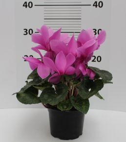 Ciklámen CYCLAMEN CS10,5 