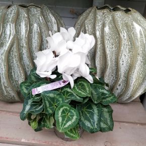 Ciklámen CYCLAMEN CS10,5 