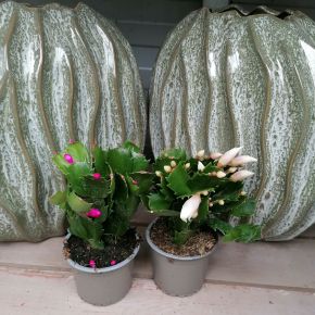 Karácsonyi kaktusz SCHLUMBERGERA CS9  