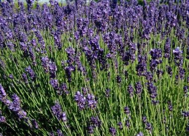 Levendula LAVANDULA ANGUSTIFOLIA ESSENCE PURPLE CS12