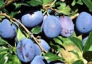 Top king szilva Prunus domestica