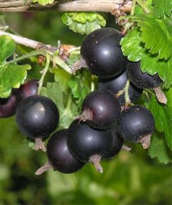 Josta RIBES NIDIGROLARIA JOSTA BOKOR K3