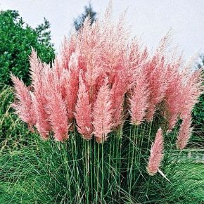 Rózsaszín pampafű CORTADERIA SELLOANA ROSEA CS13