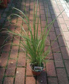Rózsaszín pampafű CORTADERIA SELLOANA ROSEA CS13