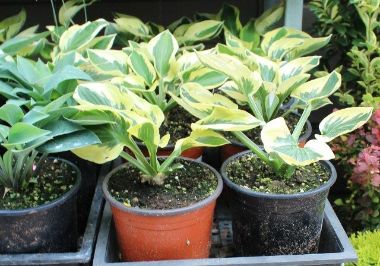 Árnyékliliom HOSTA FAJTÁK CS15  
