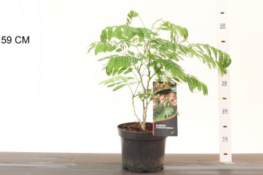 Selyemakác ALBIZIA JULIBRISSIN OMBRELLA K3