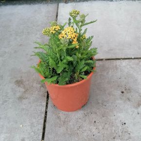 Közönséges cickafark ACHILLEA MILLEFOLIUM CS14