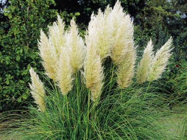 Pampafű CORTADERIA SELLOANA WHITE CS13