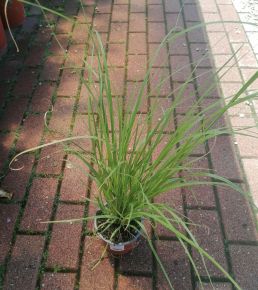 Pampafű CORTADERIA SELLOANA WHITE CS13