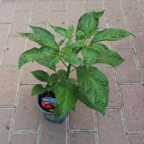 Paprika palánta CAPSICUM ANNUUM CS12