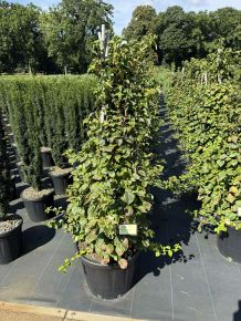Kúszó hortenzia HYDRANGEA PETIOLARIS 120/+ K35