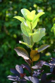 Virginiai zelnicemeggy  PRUNUS VIRGINIANA SHUBERT 180/+ K10