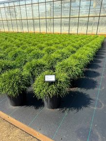 Szavára álciprus   CHAMAECYPARIS PISIFERA FILIFERA NANA 30/40 K8