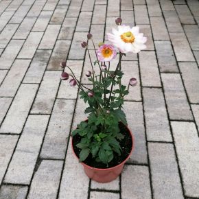 Szellőrózsa ANEMONE HYBRIDA ROYAL CANDY CS15