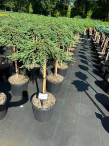 Közönséges boróka JUNIPERUS COMMUNIS ZEAL T60 K15