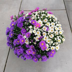 Törpe őszirózsa ASTER FAJTÁK CS17