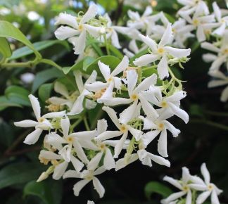 Csillagjázmin    RHYNCOSPERMUM JASMINOIDES PIRAMIS K30