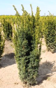 Aranylombú tiszafa  TAXUS BACCATA WINTERGOLD 100/125 K25