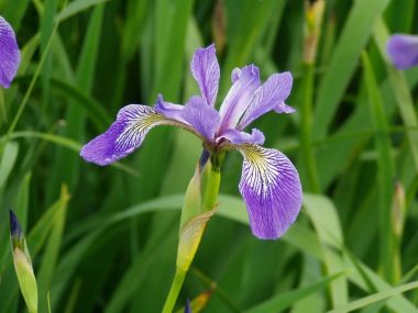 Foltos nőszirom IRIS VERSICOLOR CS15