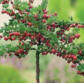 Köszméte RIBES UVA-CRISPA PIROS ÍZLETES MT KONTÉNERES