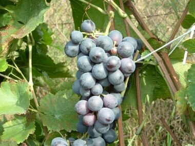 Guzal Kara csemegeszőlő