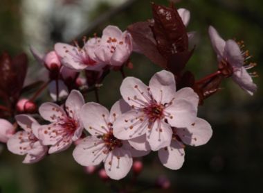 Vérszilva PRUNUS CERASIFERA WOODII 180/+ K12