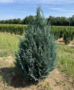 Kék oregoni hamisciprus CHAMAECYPARIS LAWSONIANA VAN PELT'S BLUE 100/125*