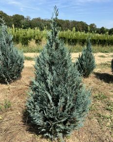 Kék oregoni hamisciprus CHAMAECYPARIS LAWSONIANA VAN PELT'S BLUE 80/100*