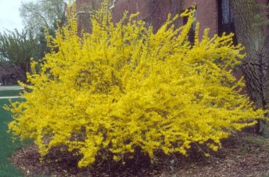  Aranyvessző FORSYTHIA INTERMEDIA LYNWOOD 125/150*