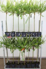 Tarkalevelű japán fűz SALIX INTEGRA HAKURO-NISHIKI T60 K2,5