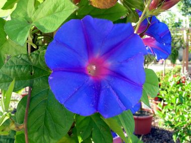Édesburgonya IPOMOEA BATATA 