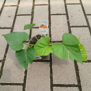 Édesburgonya IPOMOEA BATATA 