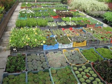 ÉVELŐ 9-10,5 CM-ES CSERÉPBEN