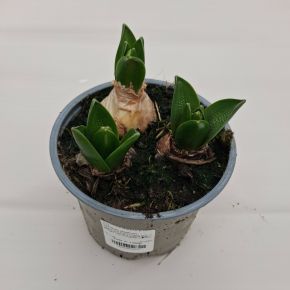 Kerti jácint HYACINTHUS ORIENTALIS TRIO CS12