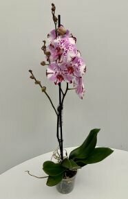 Lepkeorchidea PHALAENOPSIS