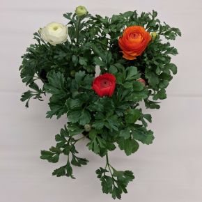 Ázsiai boglárka RANUNCULUS ASIATICUS CS12