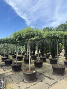 Amerikai mocsártölgy  QUERCUS PALUSTRIS T200 K280