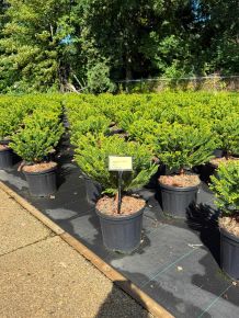 Törpe japán szugifenyő CRYPTOMERIA JAPONICA DINGER 30/35 K8