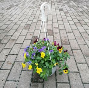 Árvácska VIOLA WITTROCKIANA AKASZTÓS KASPÓBAN