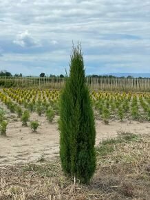 Toszkán ciprus CUPRESSUS SEMPERVIRENS PYRAMIDALIS 100/125*
