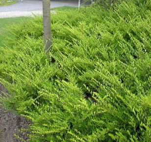 Fényes levelű   LONICERA NITIDA MAIGRÜN K10