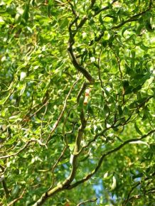 Csavartágú fűz   SALIX MATSUDANA TORTUOSA 150/180 K12