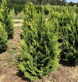 Oregoni sárga hamisciprus CHAMAECYPARIS LAWSONIANA IVONNE NYÍRT 80/100*