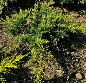 Arany terülő boróka JUNIPERUS MEDIA OLD GOLD 40/60*