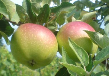 Bőr alma Malus domestica