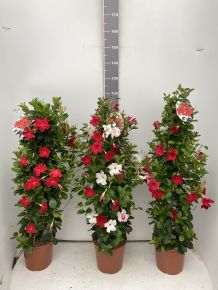 Tölcsérjázmin   SUNDAVILLE PIRAMIS BICOLOR 110CM K9